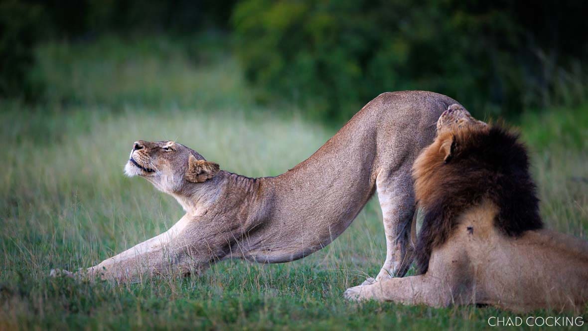 Vuyela male lion and Mayambula Pride lioness in the Timbavati, South Africa