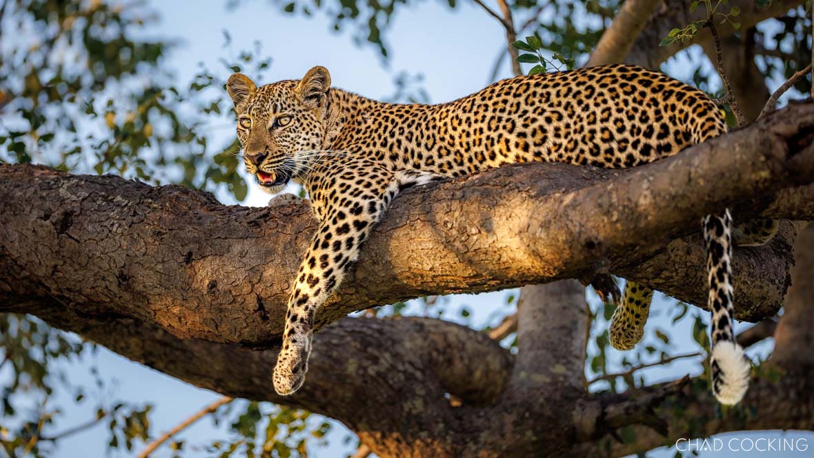 Young unnamed female leopard resting in a tree in the Timbavati, South Africa