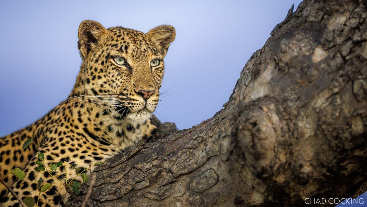 N'weti leopard resting in a tree in the Timbavati, South Africa 