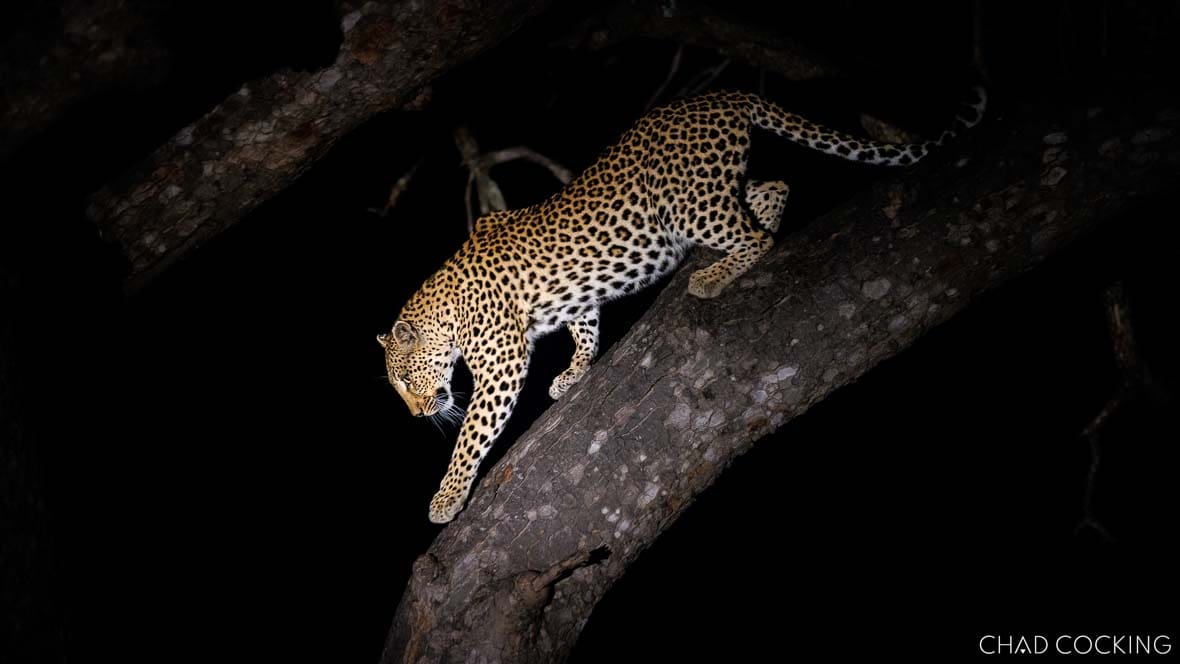 Khamba male leopard descending a tree at night in the Timbavati, South Africa