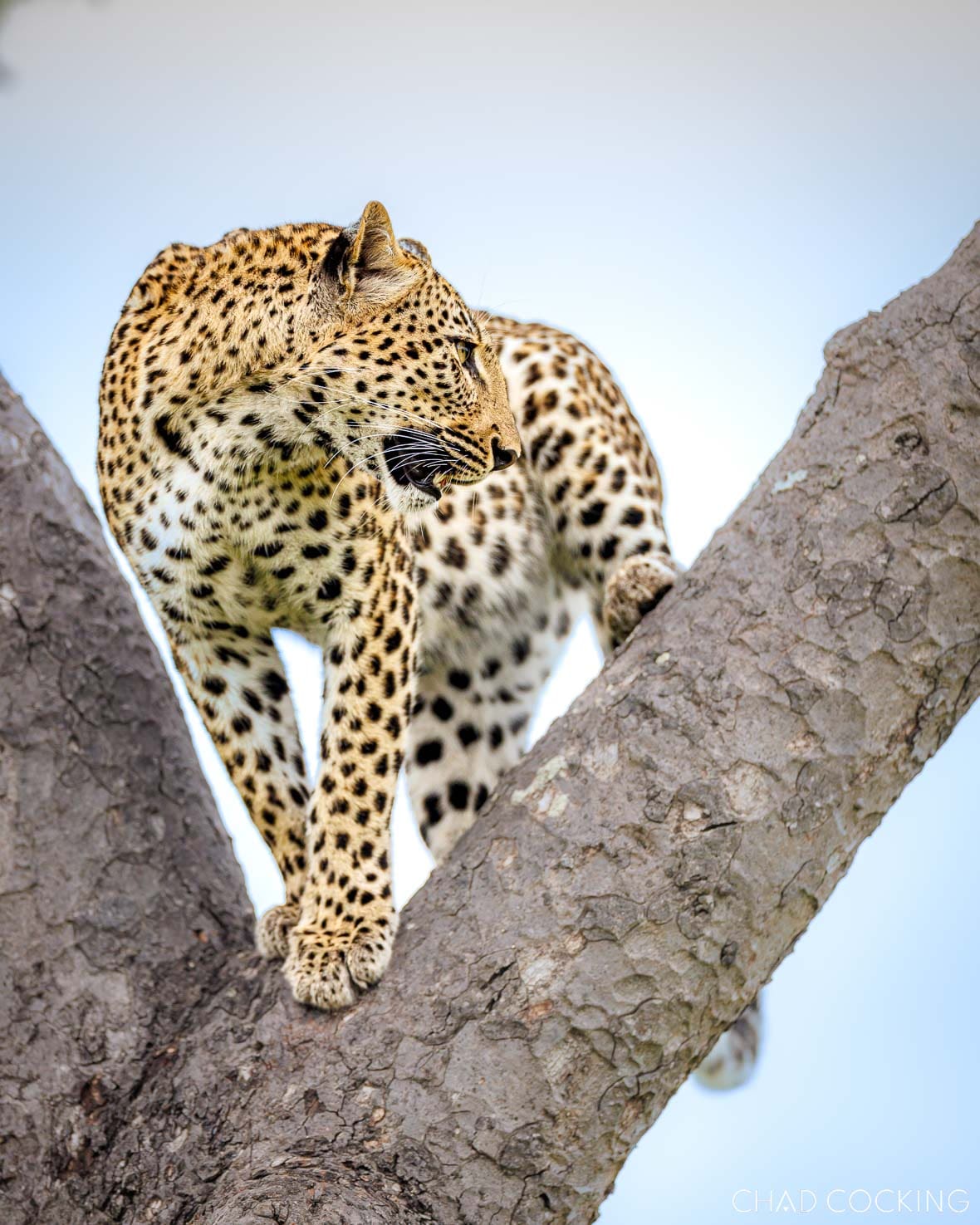 N'weti leopard in a tree in the Timbavati, South Africa
