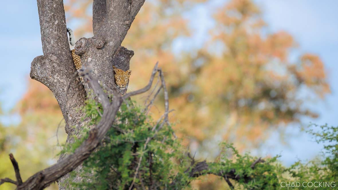 Marula Junior leopard resting in a tree in the Timbavati, South Africa