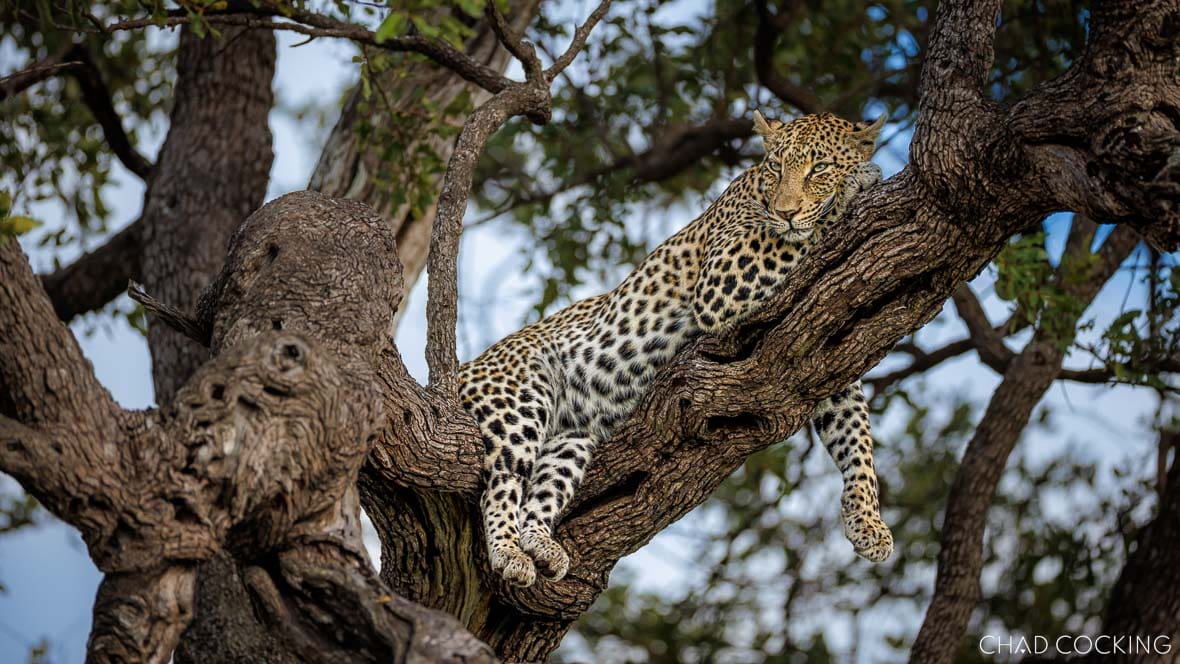 Xivati male leopard resting in a tree in the Timbavati, South Africa