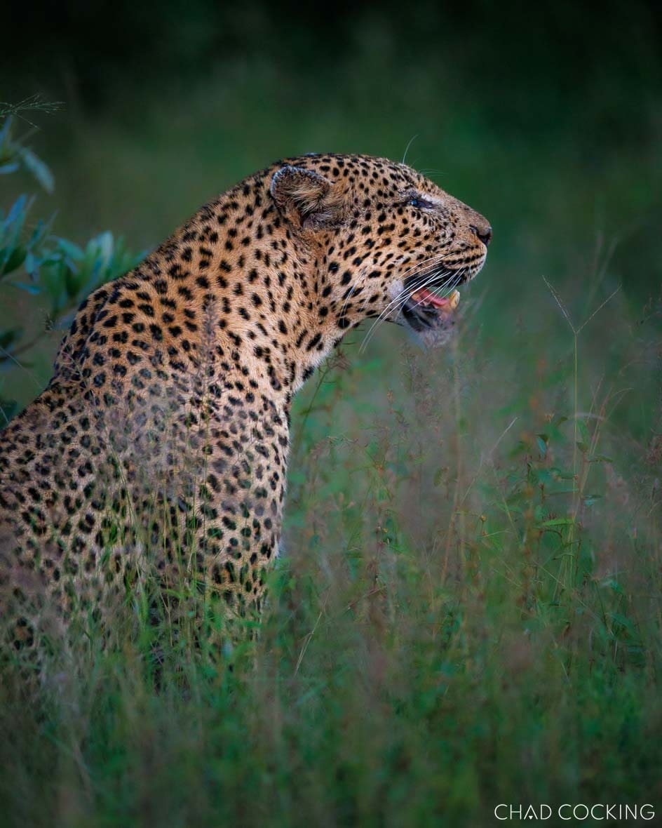 Xivati male leopard in long grass in the Timbavati, South Africa