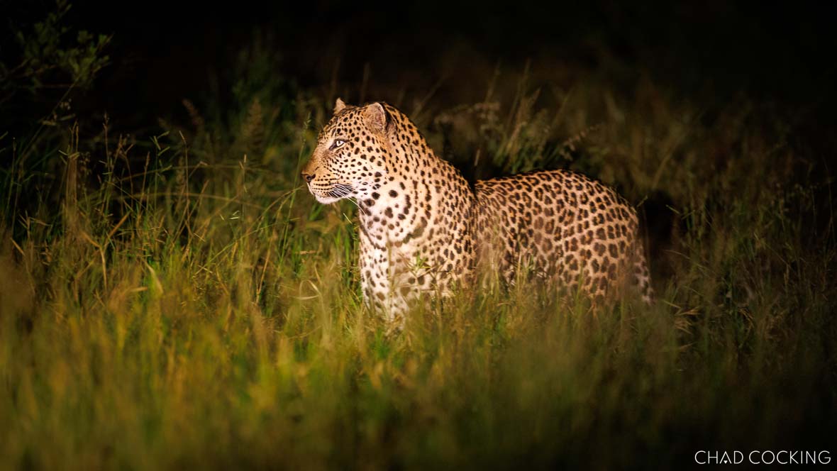 Khamba male leopard in long grass on a night drive in the Timbavati, South Africa