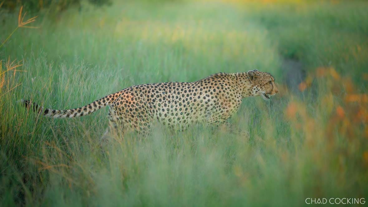 Xivati male leopard sits amongst tall grass in the Timbavati Private Nature Reserve, Greater Kruger. The father of the Nkaya Dam female's cubs, Xivati is one of the most relaxed male leopards on the concession and a reliable highlight in the western section of Tanda Tula's traversing area.