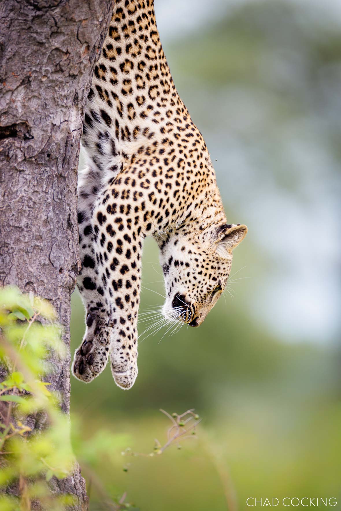 Young unnamed female leopard descending a tree trunk in the Timbavati, South Africa