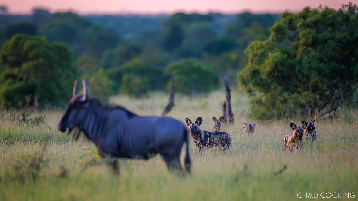 Wild dogs harassing a wildebeest in an open clearing in the Timbavati, South Africa