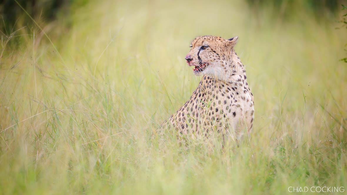 Young female cheetah after a kill in long grass in the Timbavati, South Africa
