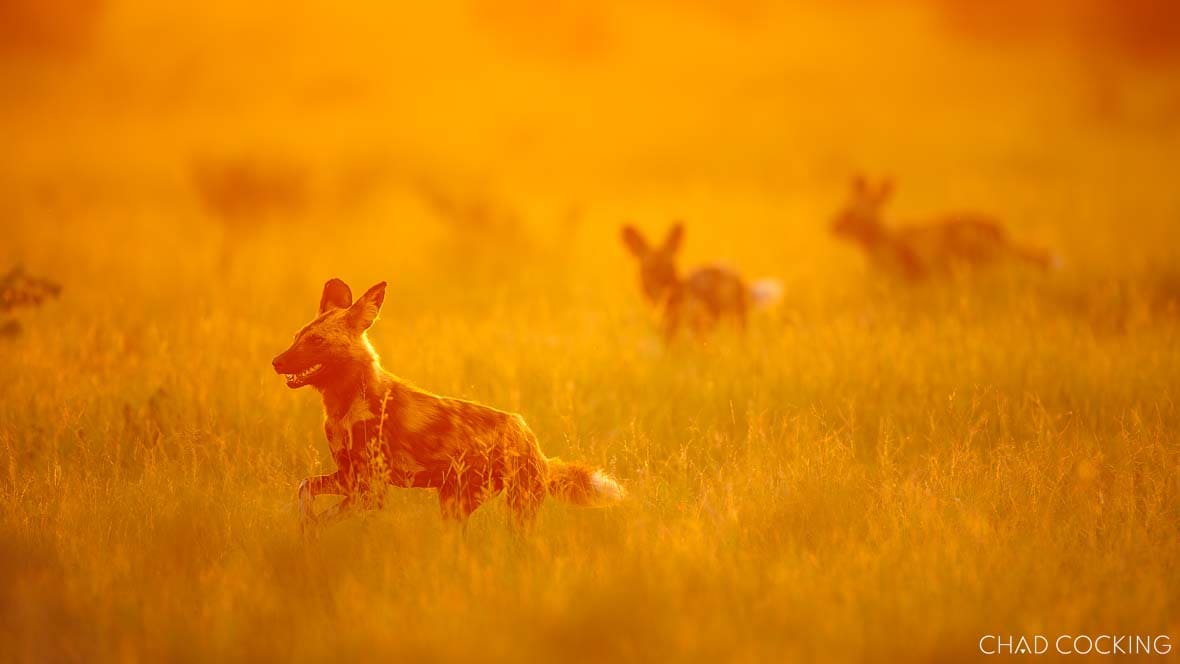 Wild dogs running through long grass at sunset in the Timbavati, South Africa 