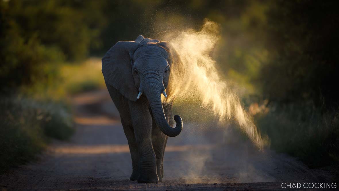 Young elephant dust bathing on a game road in the Timbavati, South Africa