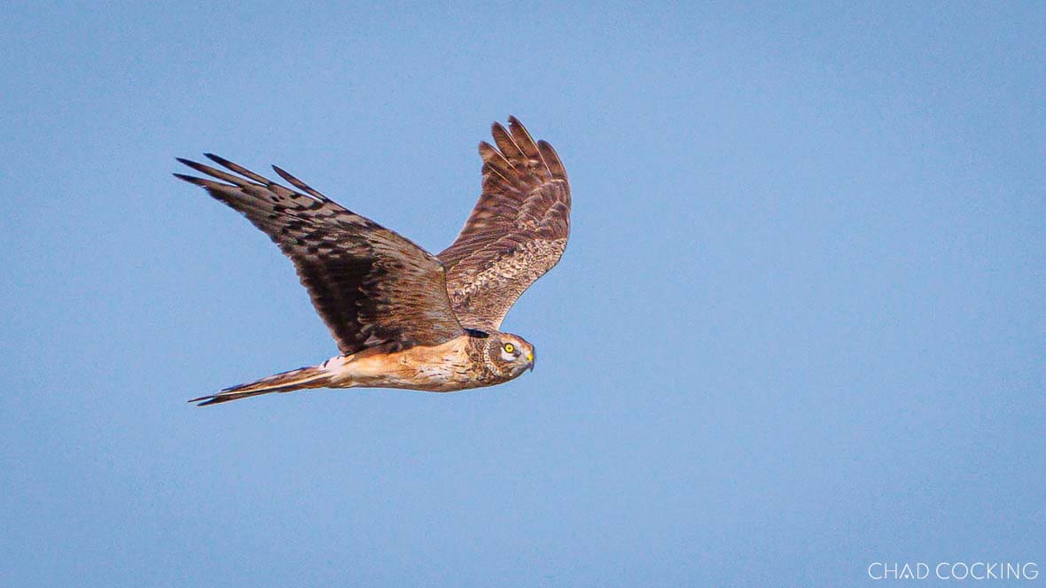 Pallid harrier in flight over the Timbavati, South Africa