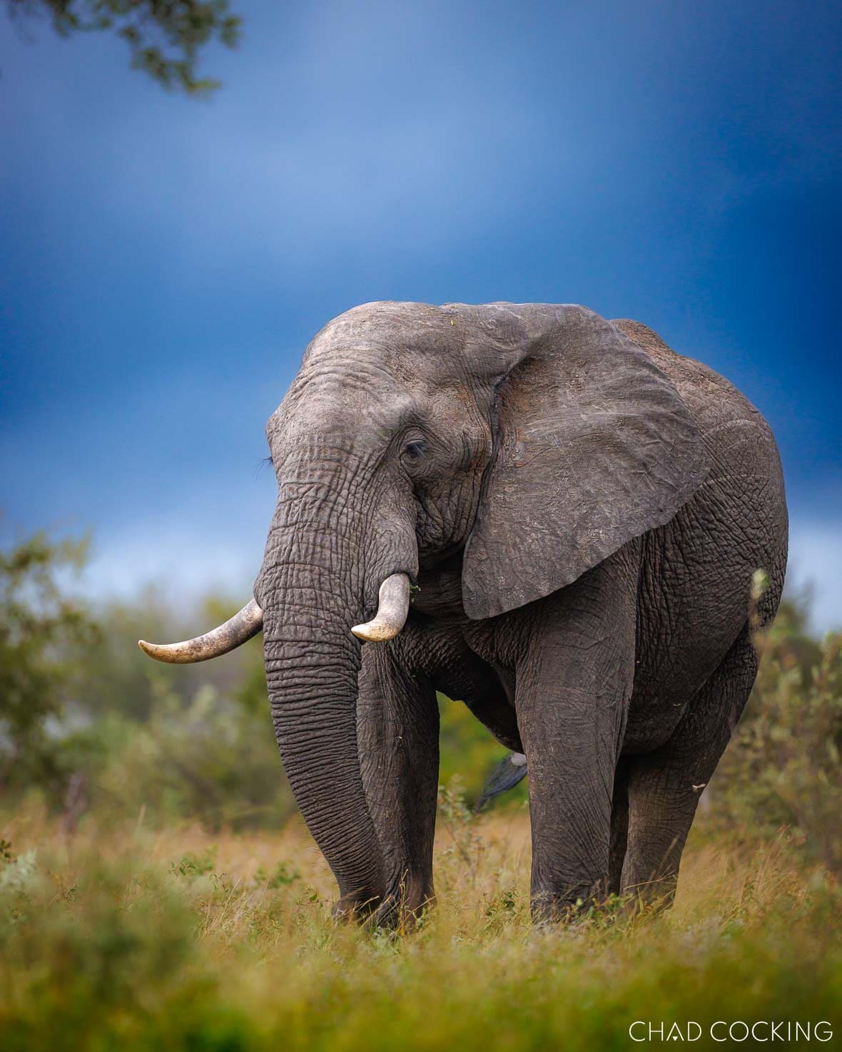 Elephant bull grazing in the Timbavati, South Africa

