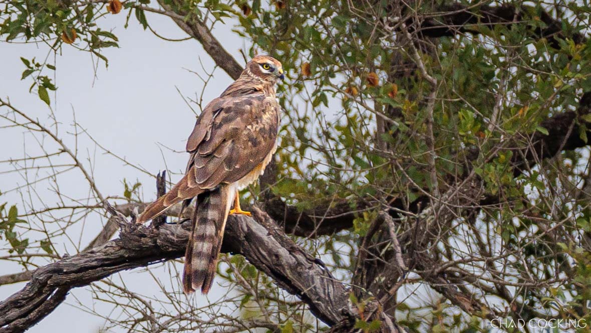 Pallid harrier perched in a tree in the Timbavati, South Africa 