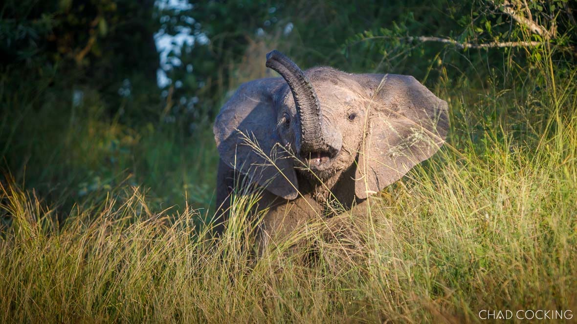Baby elephant in long grass in the Timbavati, South Africa
