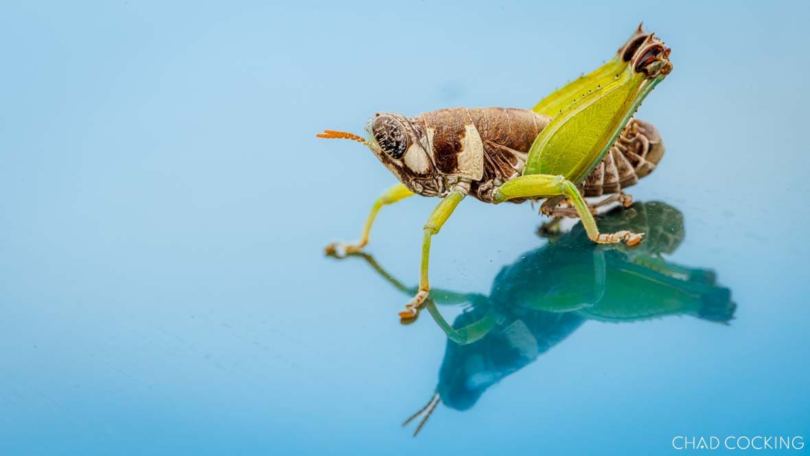 A Pallid harrier perches in a tree in the eastern woodlands of the Timbavati Private Nature Reserve, Greater Kruger. This individual spent several weeks in the area during February 2026, representing a first harrier record for the Timbavati and one of the more unusual bird sightings of an already-eventful summer.