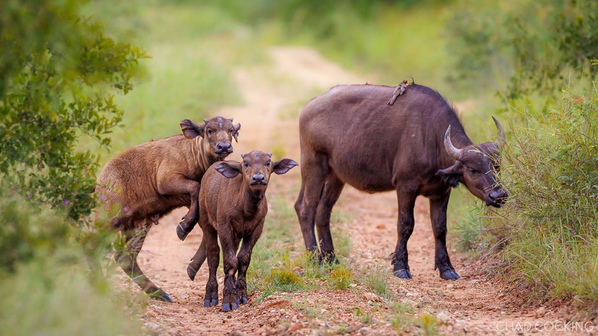 Buffalo cow with newborn calves on a game road in the Timbavati, South Africa