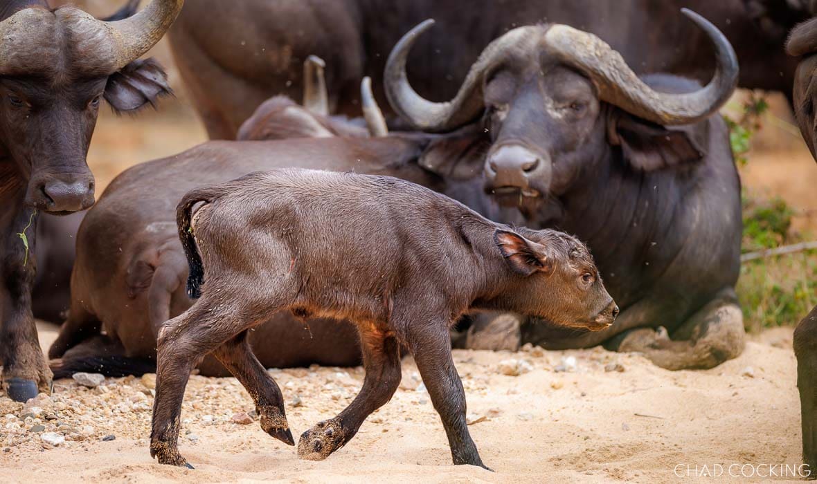 Newborn buffalo calf amongst the herd in the Timbavati, South Africa
