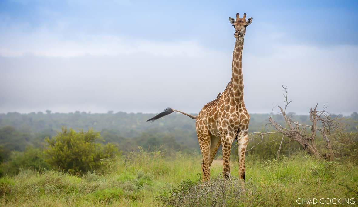 Giraffe standing in the misty summer bush in the Timbavati, South Africa
