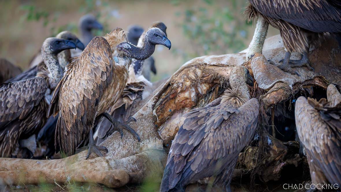 White-backed vultures on a giraffe carcass in the Timbavati, South Africa