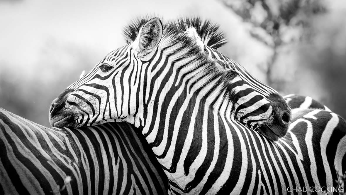 Plains zebras resting together in black and white in the Timbavati, South Africa
