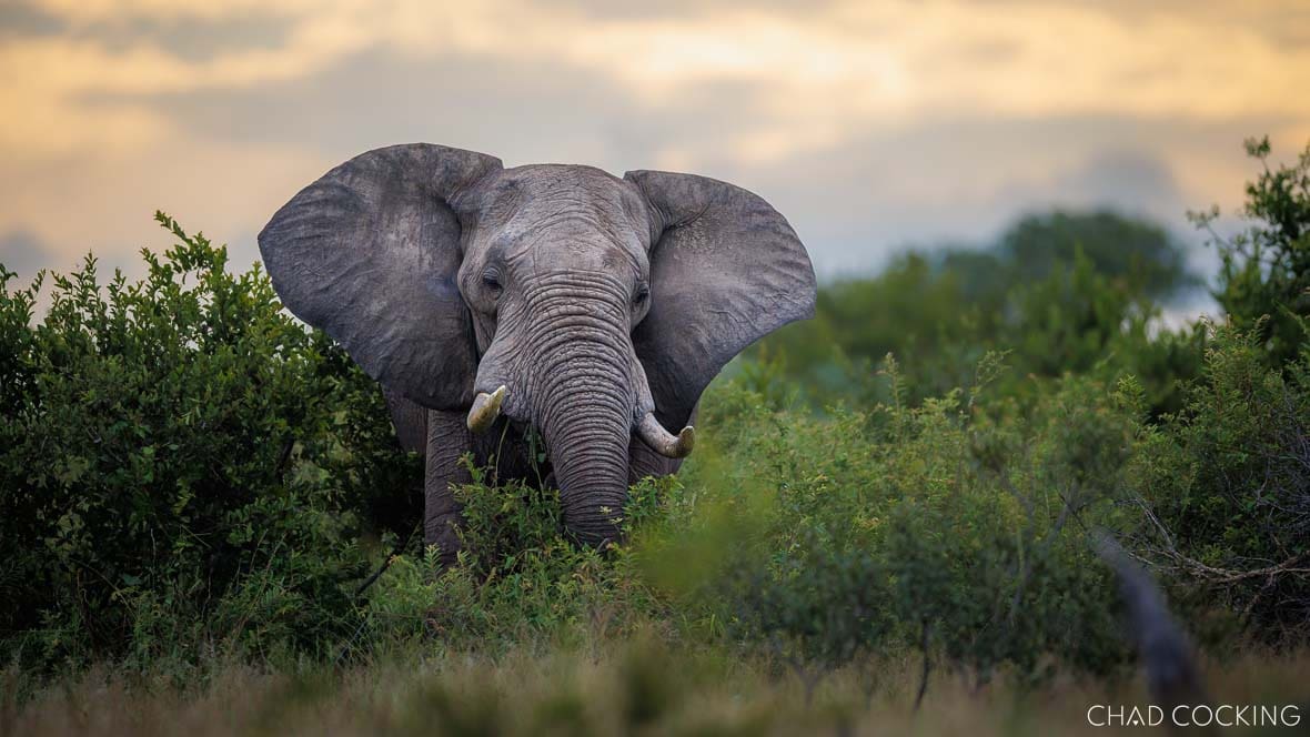 African elephant in dense bush at sunset in the Timbavati, South Africa 