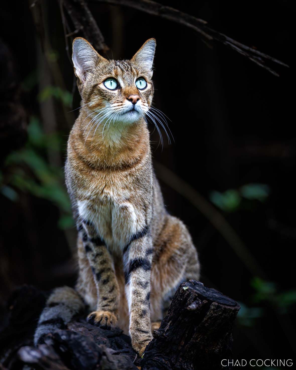 Nova the African wildcat at Tanda Tula Safari Camp, Timbavati, South Africa
