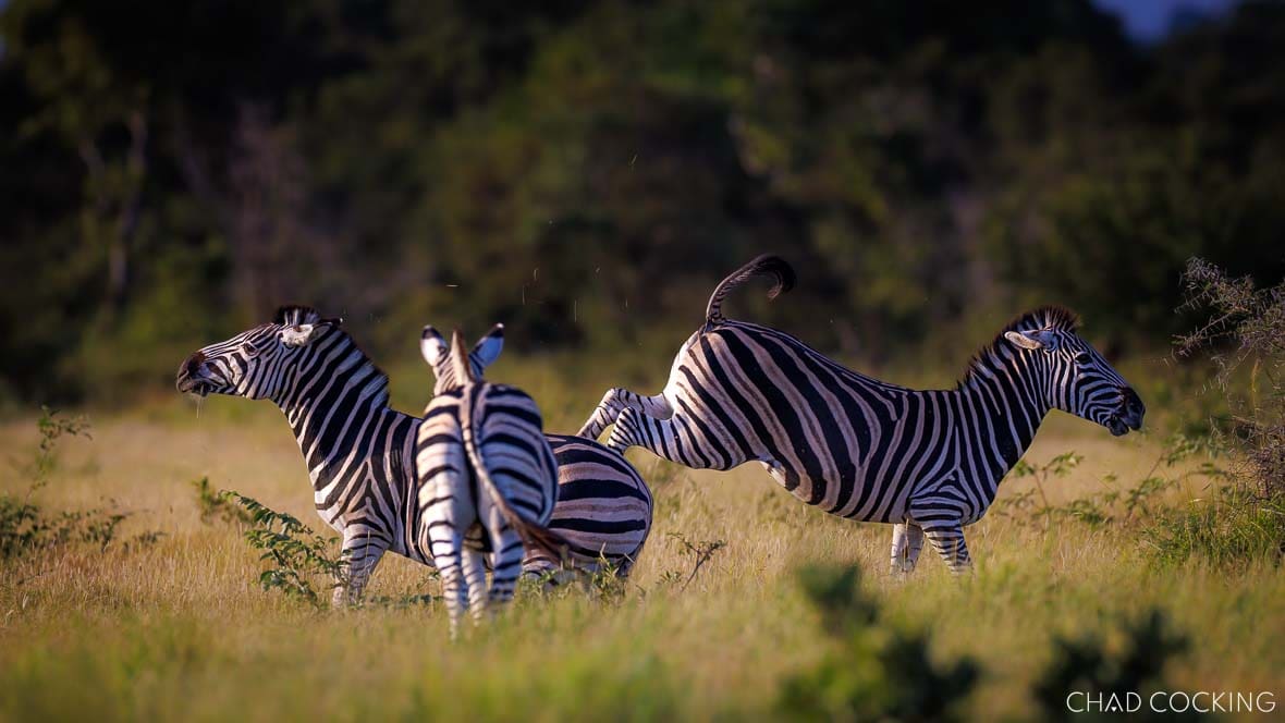 Plains zebras sparring in open grassland in the Timbavati, South Africa 