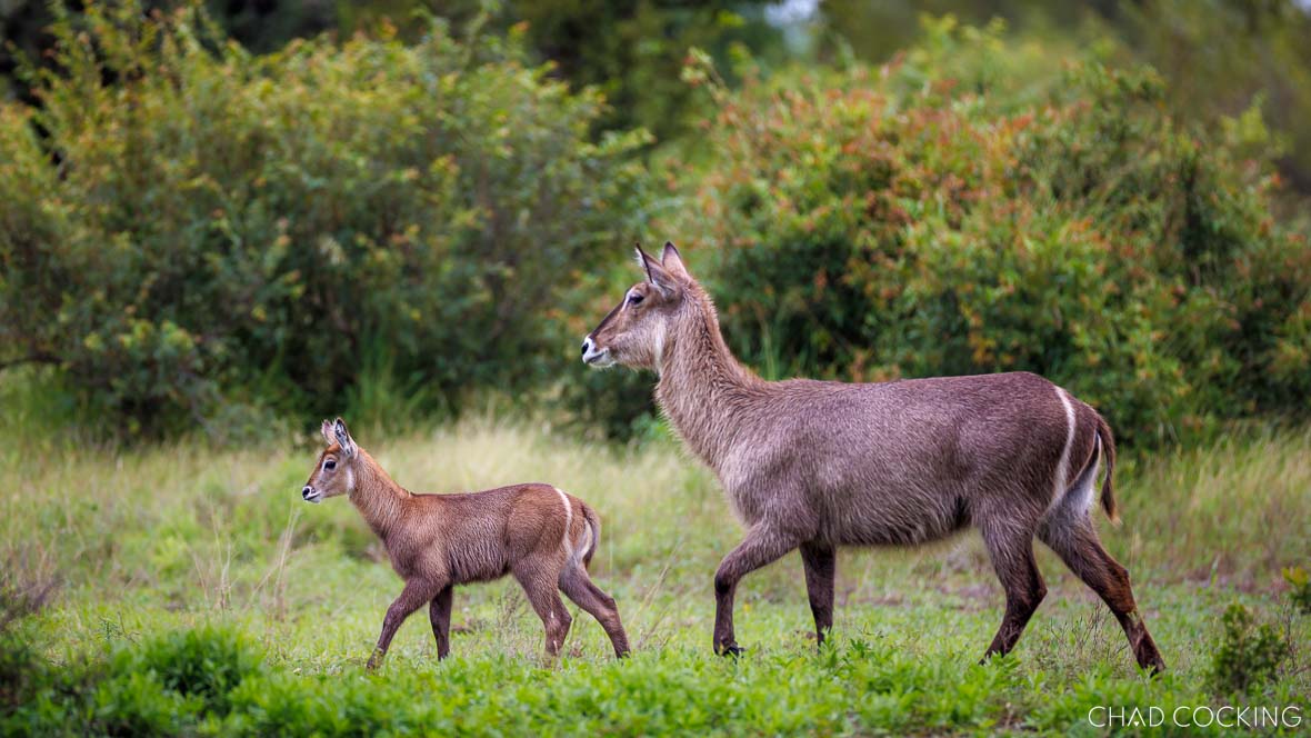Waterbuck ewe and newborn calf in the Timbavati, South Africa
