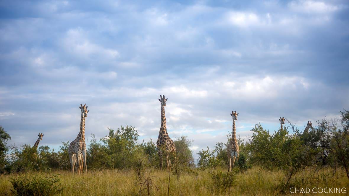 Young giraffe standing in the summer bush in the Timbavati, South Africa 