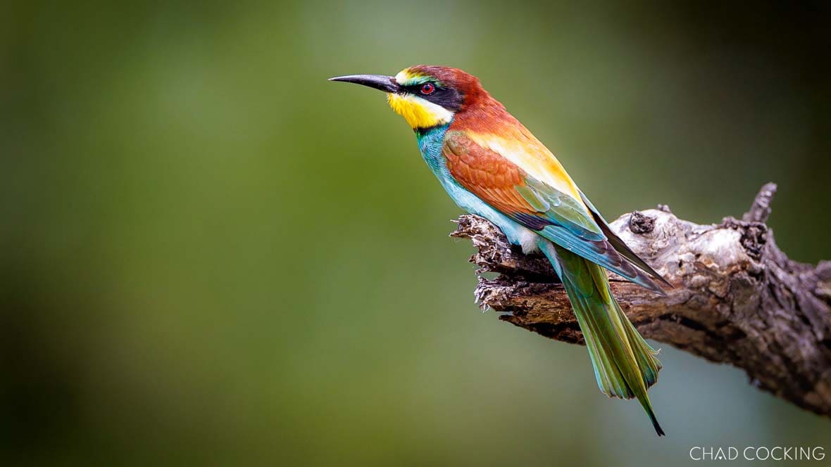A waterbuck ewe and her newborn calf move through the lush central regions of the Timbavati Private Nature Reserve, Greater Kruger. A sign of the good rains and abundant grazing, waterbuck were seen in the central areas around Tanda Tula during March 2026 — several ewes showing off their young calves as the late summer brought a welcome flush of new life to the reserve.