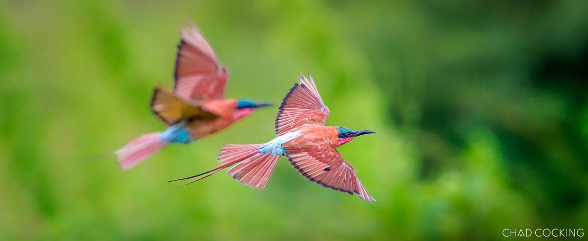 Carmine bee-eaters in flight in the Timbavati, South Africa
