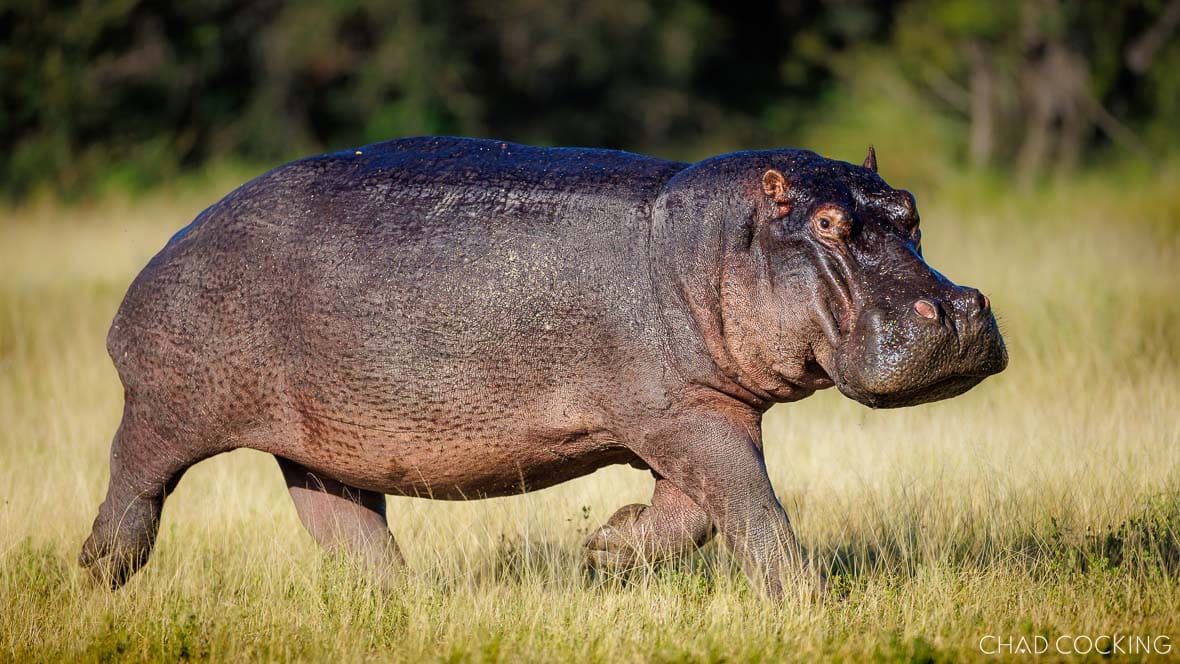 Hippo walking through open grassland in the Timbavati, South Africa
