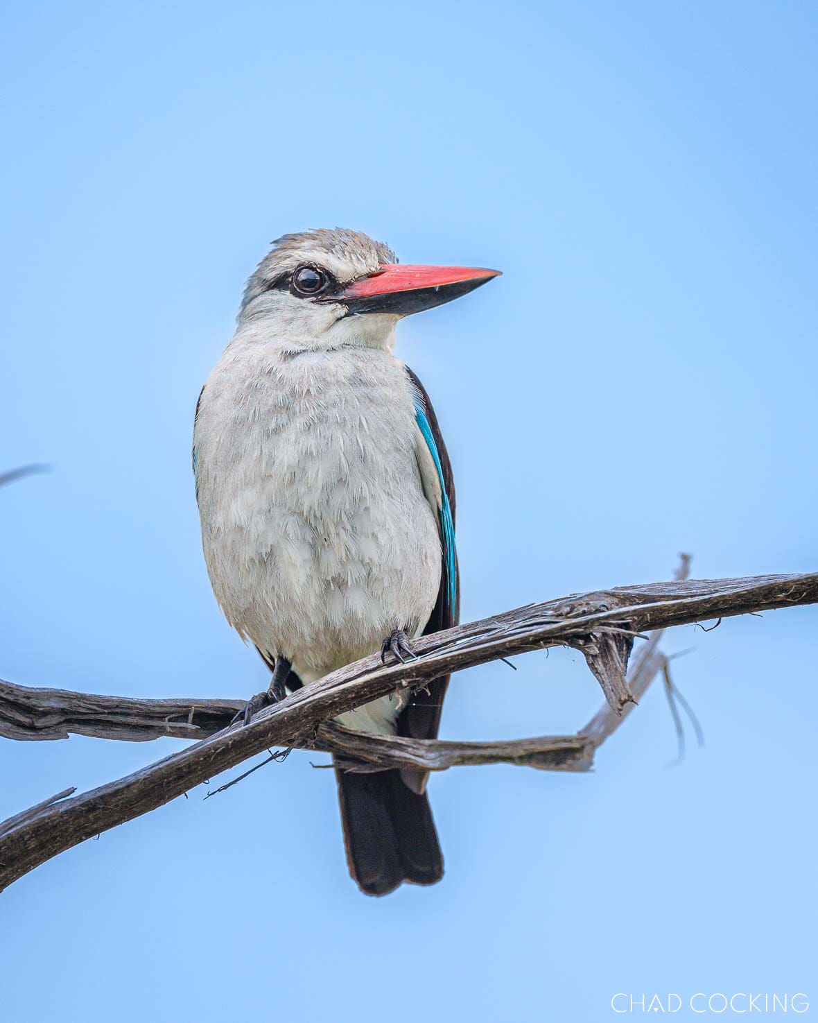 Woodland kingfisher perched on a branch in the Timbavati, South Africa
