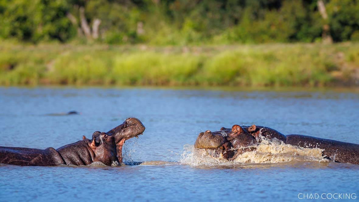 Two hippos sparring in a dam in the Timbavati, South Africa