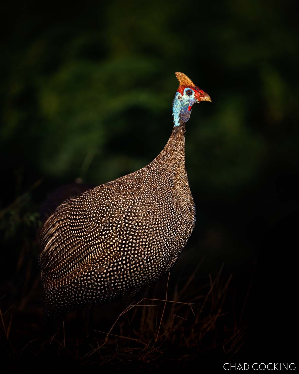 Helmeted guineafowl portrait in the Timbavati, South Africa