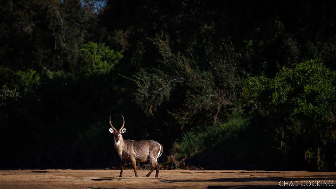 Waterbuck male standing on a sandy riverbed in the Timbavati, South Africa 