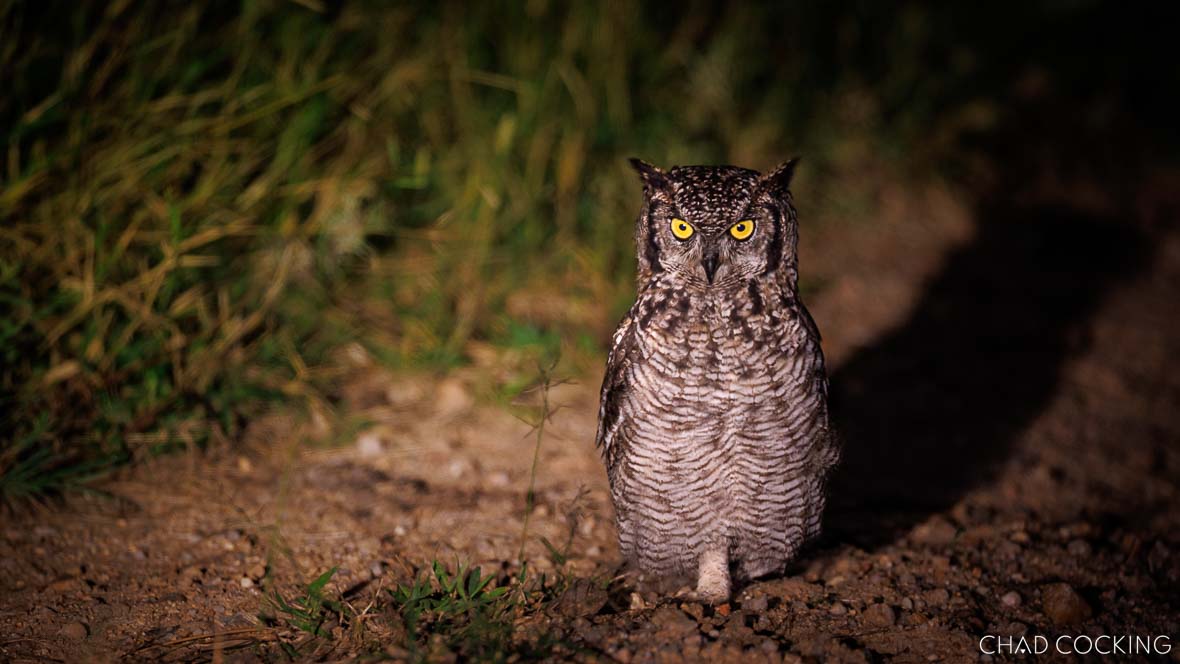 Spotted eagle owl on a game road at night in the Timbavati, South Africa
