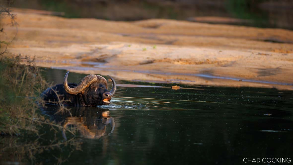 Buffalo bull wading in a river in the Timbavati, South Africa 