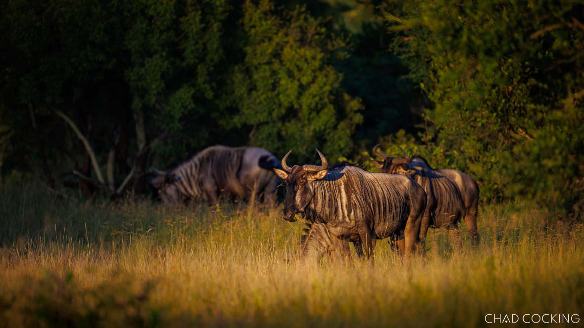 Blue wildebeest grazing in long grass in the Timbavati, South Africa